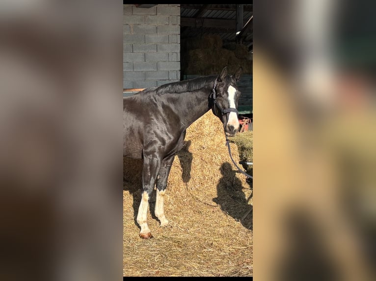 Austrian Warmblood Mare 6 years 16.2 hh Black in Winhöring