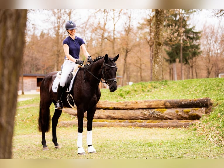 Austrian Warmblood Mare 6 years 16.2 hh Black in Stadl-Paura