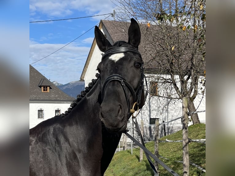 Austrian Warmblood Mare 6 years 16,2 hh Black in Gleinkerau