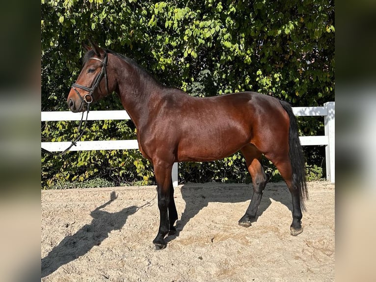 Austrian Warmblood Mare 6 years 16.2 hh Brown in Loiching
