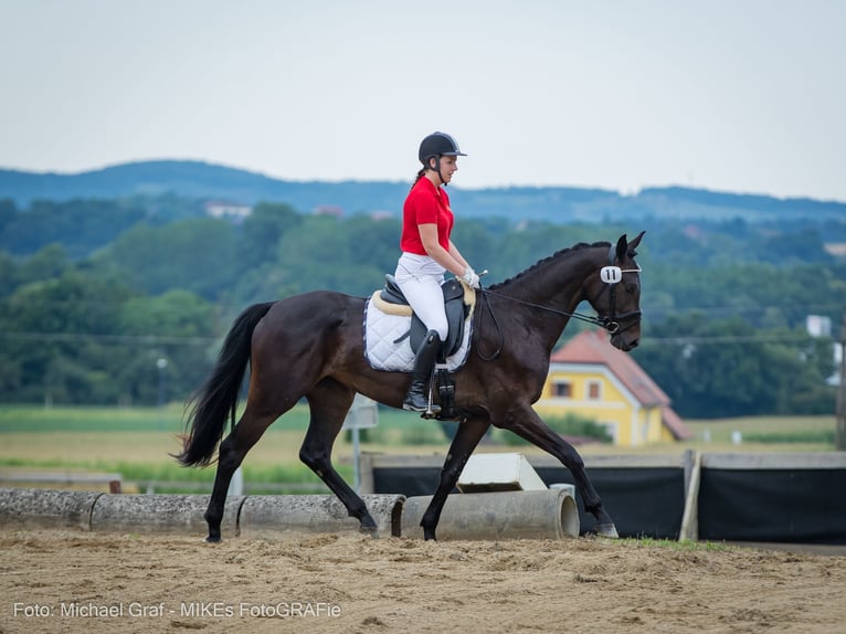 Austrian Warmblood Mare 6 years 16,2 hh Smoky-Black in Peisching