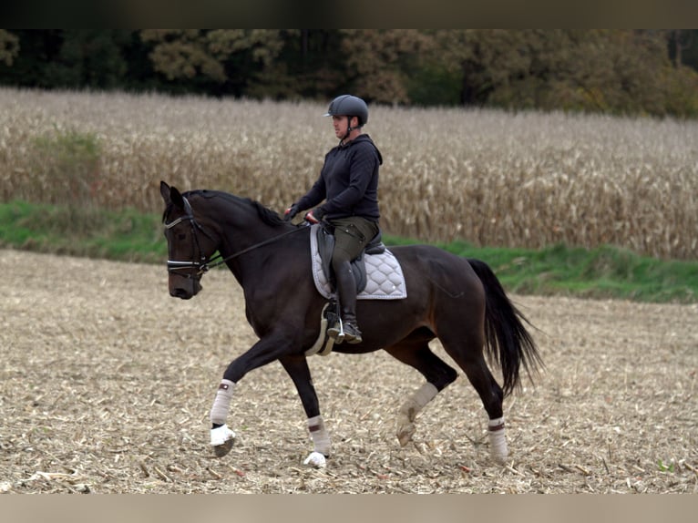 Austrian Warmblood Mare 6 years 16,3 hh Bay-Dark in St Marein bei Graz