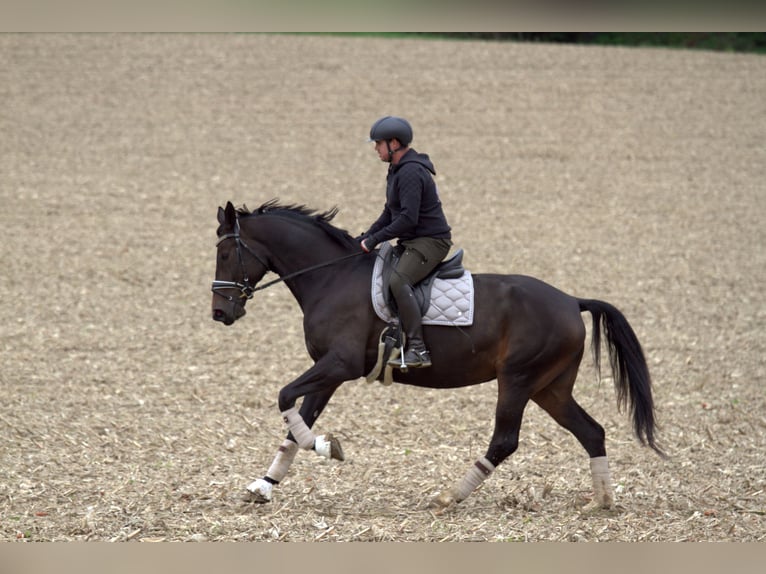 Austrian Warmblood Mare 6 years 16,3 hh Bay-Dark in St Marein bei Graz