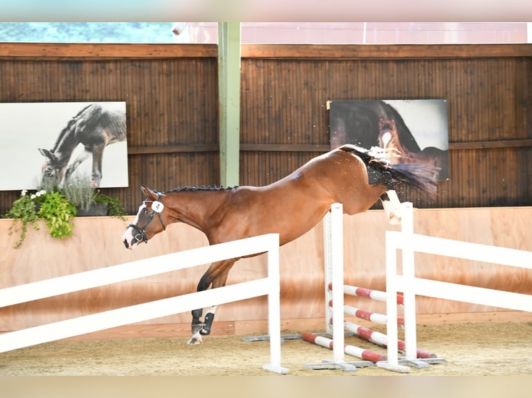 Austrian Warmblood Mare 6 years 16 hh Brown in Graz,12.Bez.:Andritz Austrian Warmblood Mare 6 years 16 hh Brown in Graz,12.Bez.:Andritz