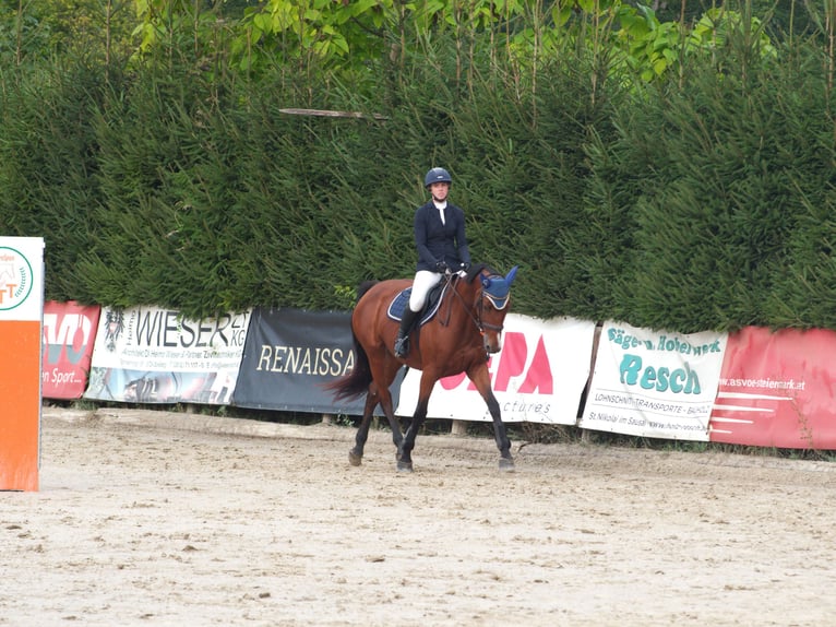 Austrian Warmblood Mare 6 years 16 hh Brown in Deutschlandsberg