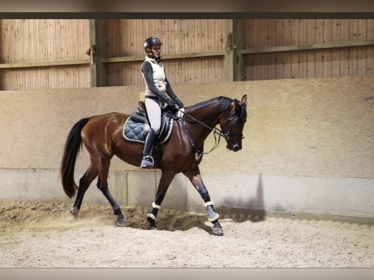 Austrian Warmblood Mare 6 years 16,1 hh Bay-Dark in Hart bei Graz