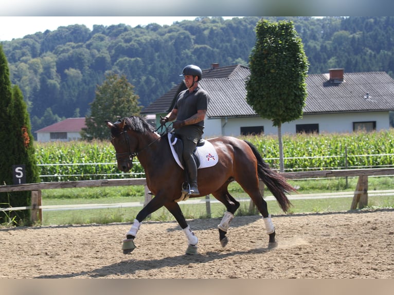 Austrian Warmblood Mare 6 years 16,1 hh Brown in St Marein bei Graz
