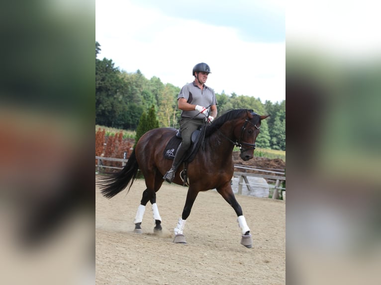 Austrian Warmblood Mare 6 years 16,1 hh Brown in St Marein bei Graz