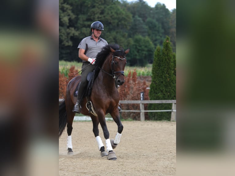 Austrian Warmblood Mare 6 years 16,1 hh Brown in St Marein bei Graz