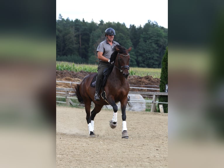 Austrian Warmblood Mare 6 years 16,1 hh Brown in St Marein bei Graz