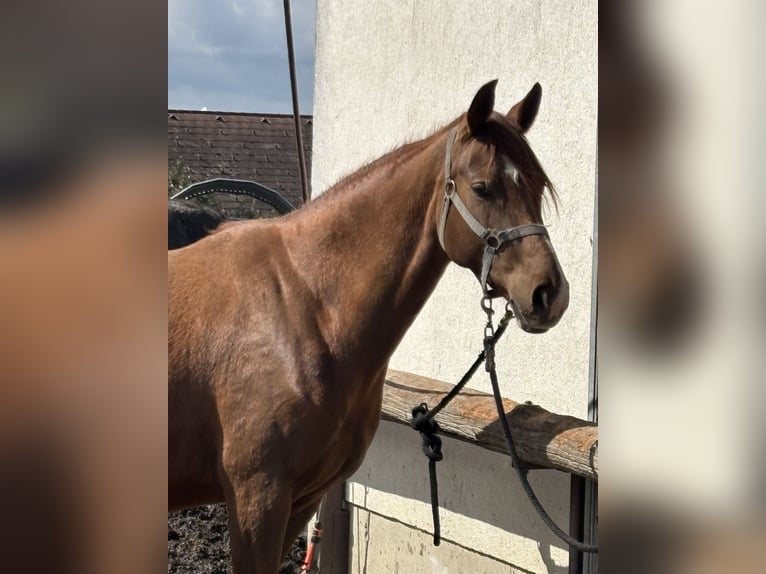 Austrian Warmblood Mare 6 years 16,1 hh Chestnut-Red in Laaben