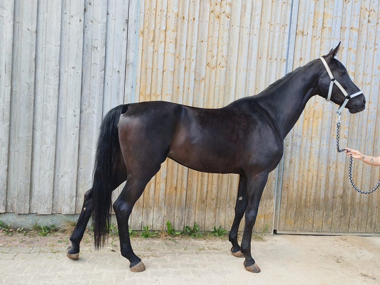 Austrian Warmblood Mare 6 years 16,3 hh Black in Tiefgraben