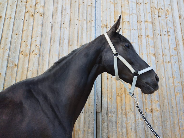 Austrian Warmblood Mare 6 years 16,3 hh Black in Tiefgraben