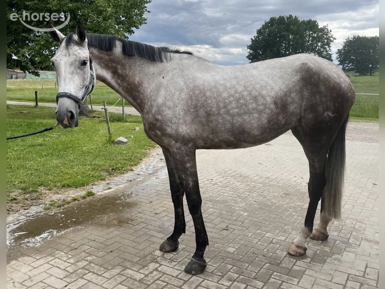 Austrian Warmblood Mare 6 years 17 hh Brown Falb mold in Geithain