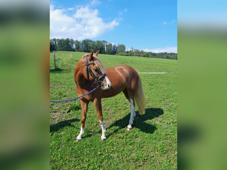 Austrian Warmblood Mare 7 years 13,3 hh Chestnut in St.Florian