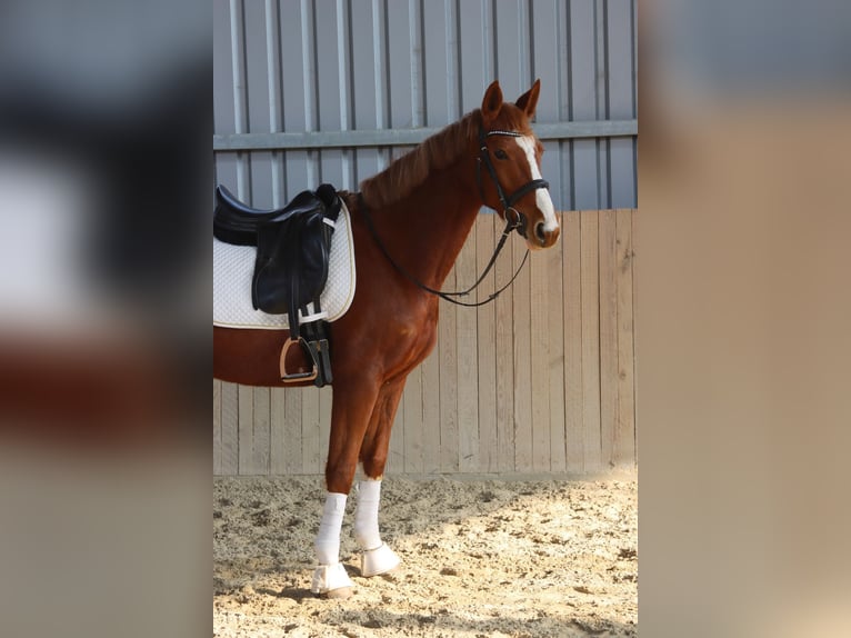 Austrian Warmblood Mare 7 years 15,3 hh Chestnut-Red in Götzendorf an der Leitha