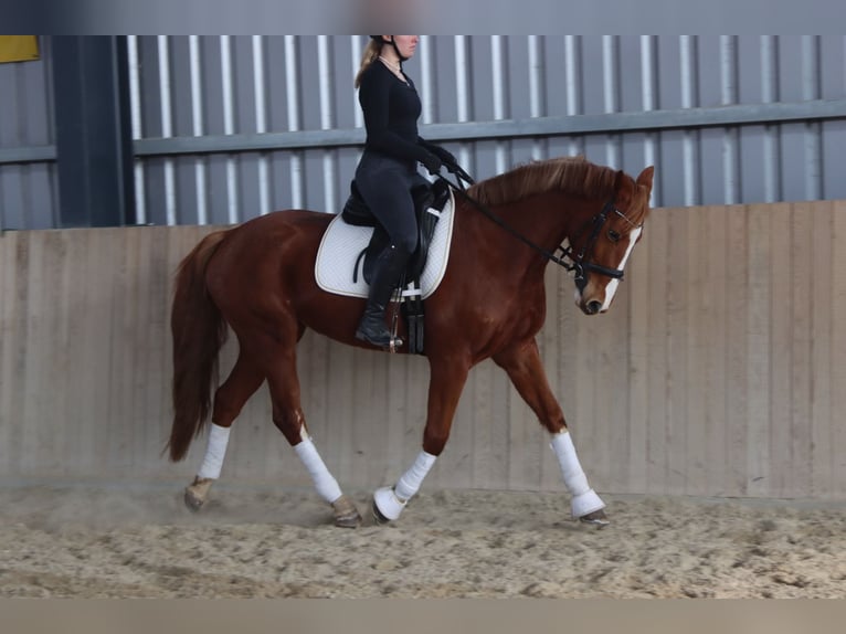 Austrian Warmblood Mare 7 years 15,3 hh Chestnut-Red in Götzendorf an der Leitha