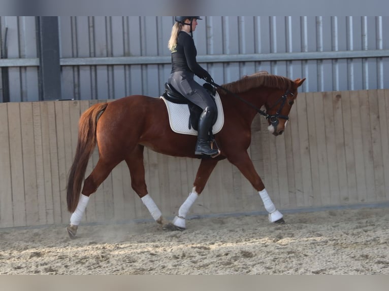 Austrian Warmblood Mare 7 years 15,3 hh Chestnut-Red in Götzendorf an der Leitha