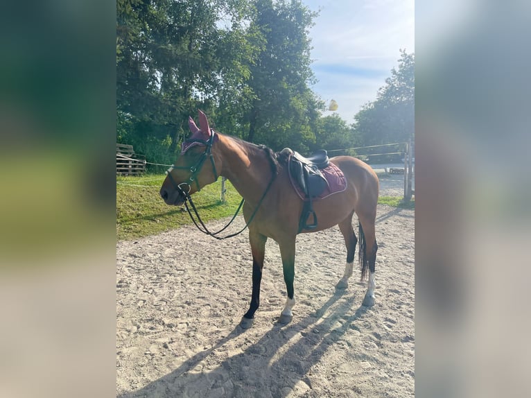 Austrian Warmblood Mare 7 years 16,1 hh Brown in Klagenfurt