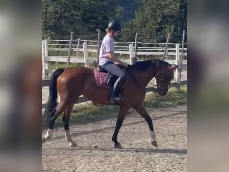 Austrian Warmblood Mare 7 years 16,1 hh Brown in Klagenfurt