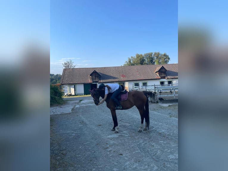 Austrian Warmblood Mare 7 years 16,1 hh Brown in Klagenfurt