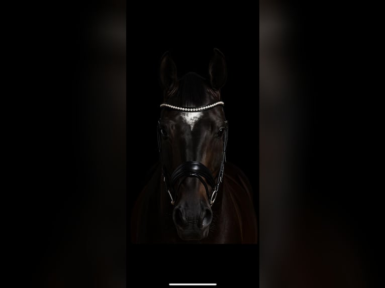 Austrian Warmblood Mare 7 years 16.2 hh Smoky-Black in Sieggraben