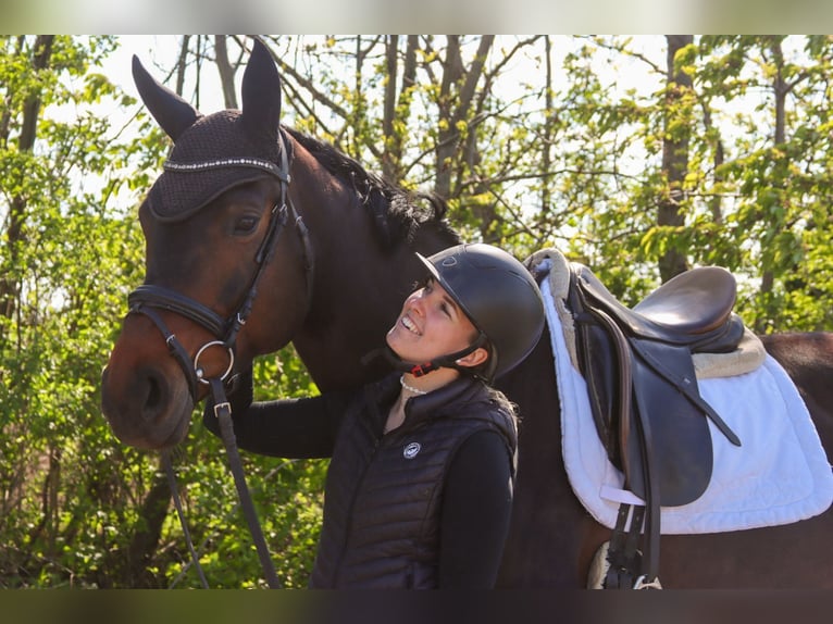 Austrian Warmblood Mare 7 years 16.3 hh Bay-Dark in Götzendorf an der Leitha