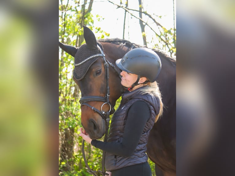 Austrian Warmblood Mare 7 years 16.3 hh Bay-Dark in Götzendorf an der Leitha