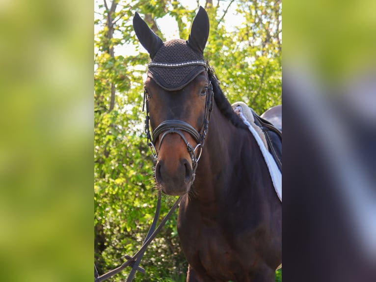 Austrian Warmblood Mare 7 years 16.3 hh Bay-Dark in Götzendorf an der Leitha