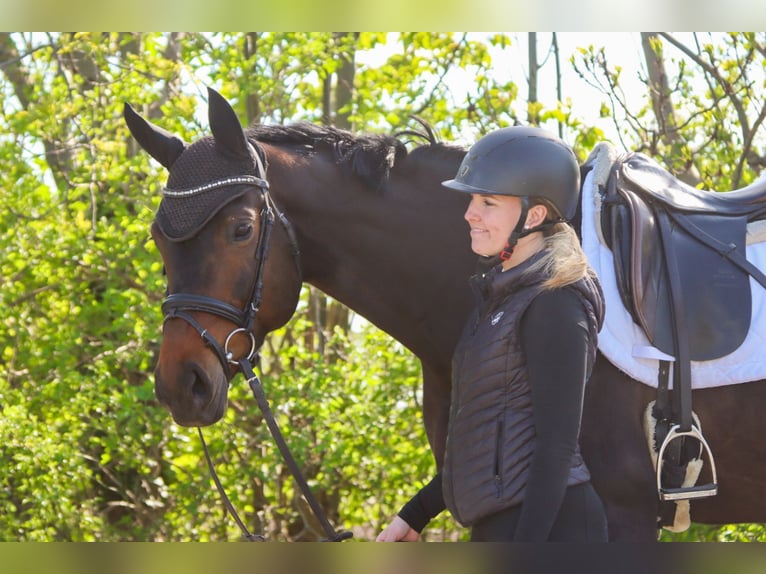 Austrian Warmblood Mare 7 years 16.3 hh Bay-Dark in Götzendorf an der Leitha