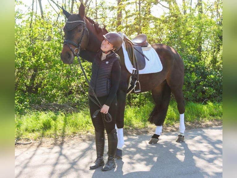 Austrian Warmblood Mare 7 years 16.3 hh Bay-Dark in Götzendorf an der Leitha