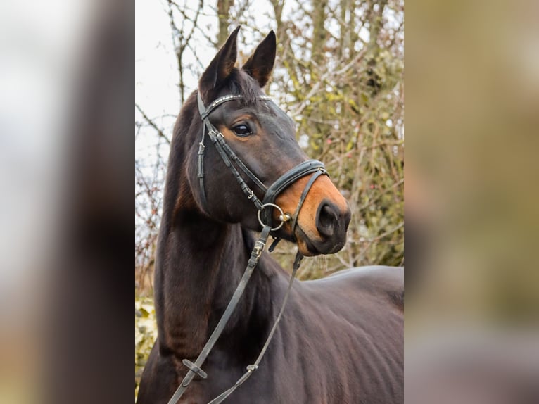 Austrian Warmblood Mare 7 years 16.3 hh Bay-Dark in Götzendorf an der Leitha