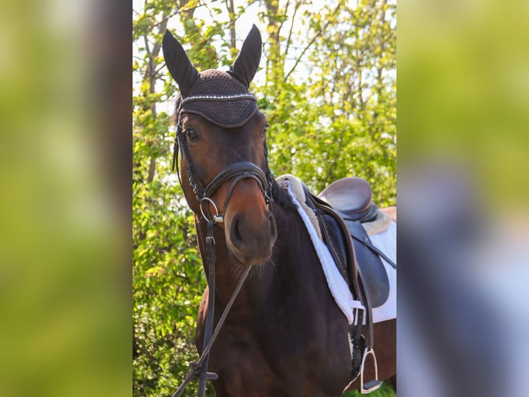 Austrian Warmblood Mare 7 years 16.3 hh Bay-Dark in Götzendorf an der Leitha