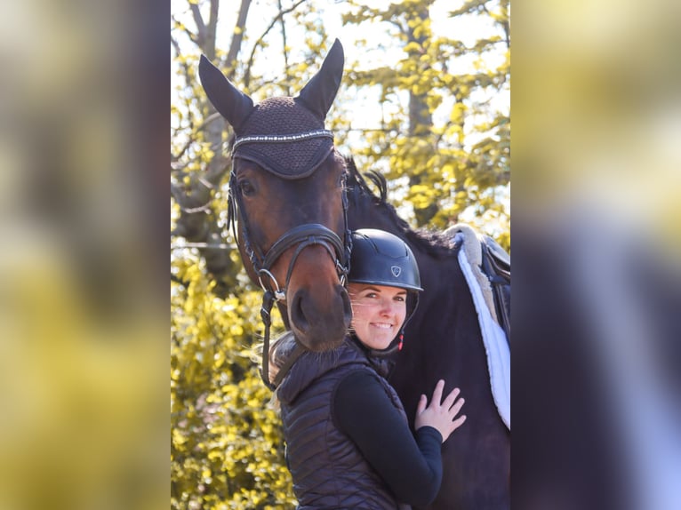Austrian Warmblood Mare 7 years 16.3 hh Bay-Dark in Götzendorf an der Leitha