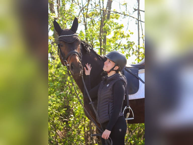 Austrian Warmblood Mare 7 years 16.3 hh Bay-Dark in Götzendorf an der Leitha