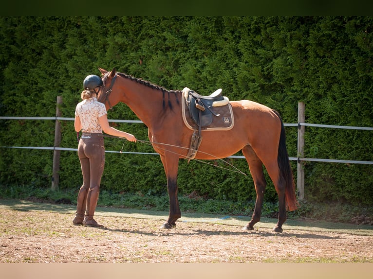 Austrian Warmblood Mare 7 years 16.3 hh Brown in Gleisdorf
