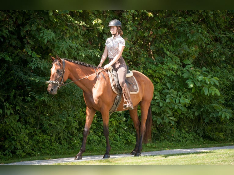 Austrian Warmblood Mare 7 years 16.3 hh Brown in Gleisdorf