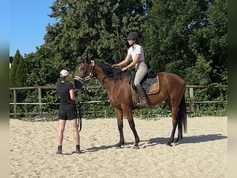 Austrian Warmblood Mare 7 years 16.3 hh Brown in Gleisdorf