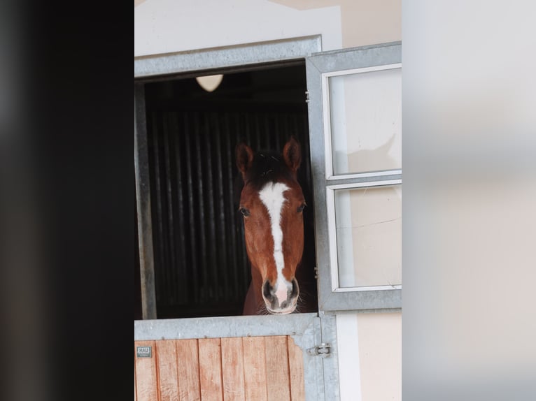 Austrian Warmblood Mare 7 years 16.3 hh Brown in Mösendorf
