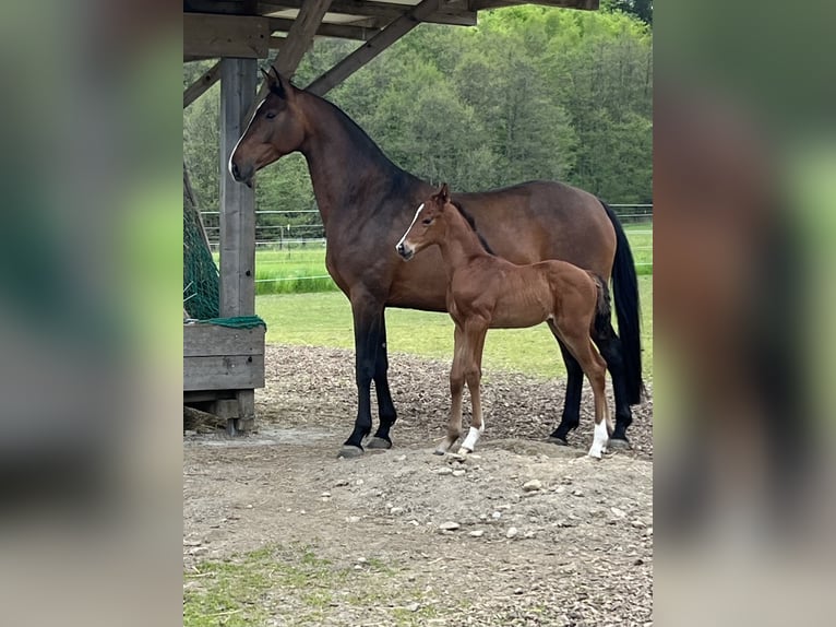 Austrian Warmblood Mare 7 years 16 hh Brown in Gföhl