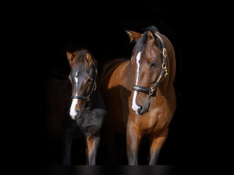 Austrian Warmblood Mare 7 years 16 hh Brown in Gföhl