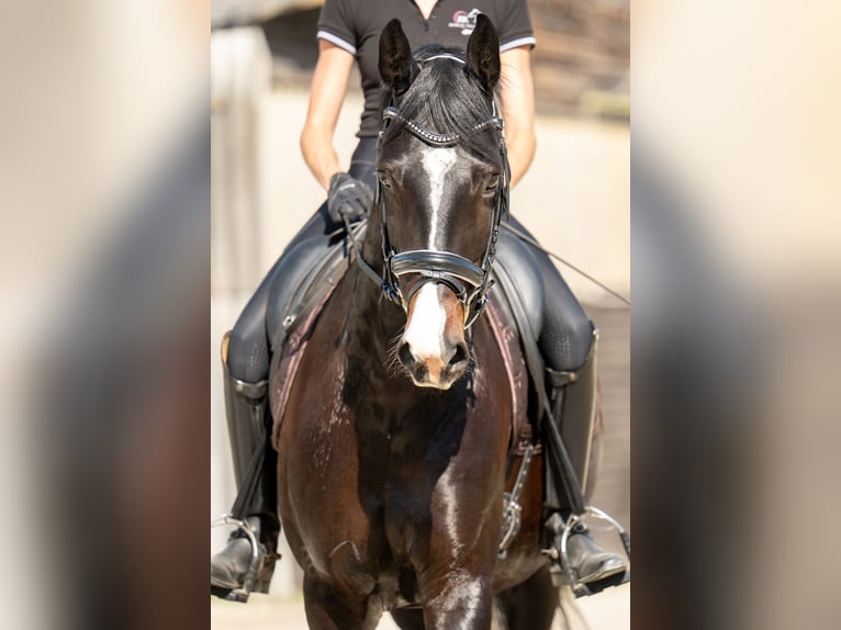 Austrian Warmblood Mare 7 years 16 hh Brown in Pernegg