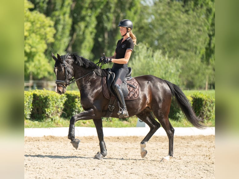 Austrian Warmblood Mare 7 years 16 hh Brown in Pernegg