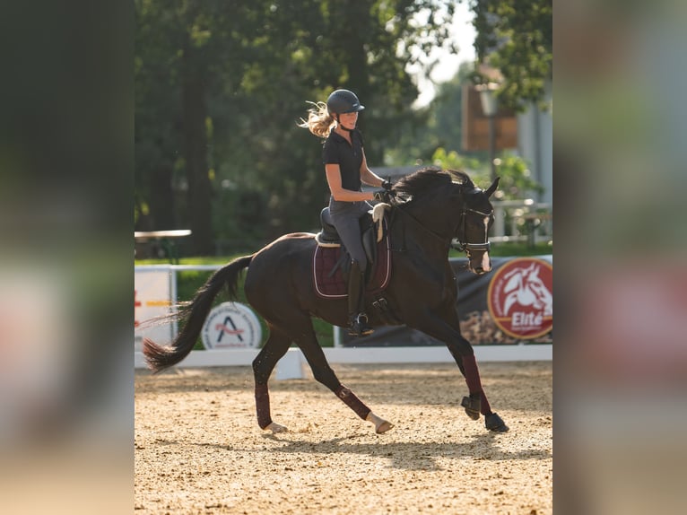 Austrian Warmblood Mare 7 years 16 hh Brown in Pernegg