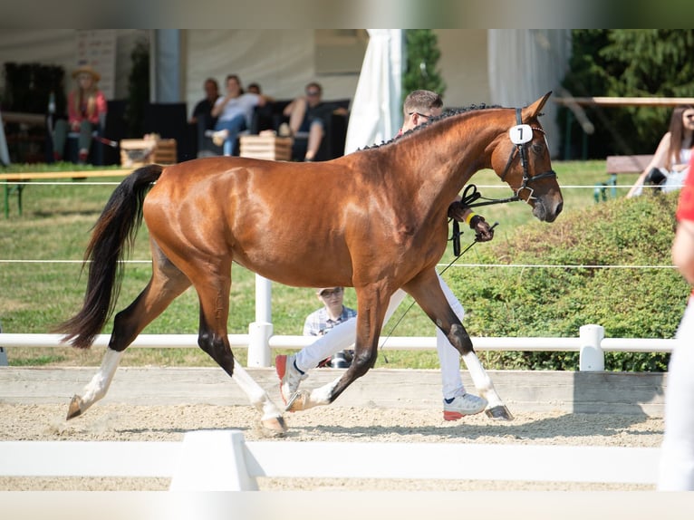 Austrian Warmblood Mare 7 years 16 hh Brown in Graz Austrian Warmblood Mare 7 years 16 hh Brown in Graz