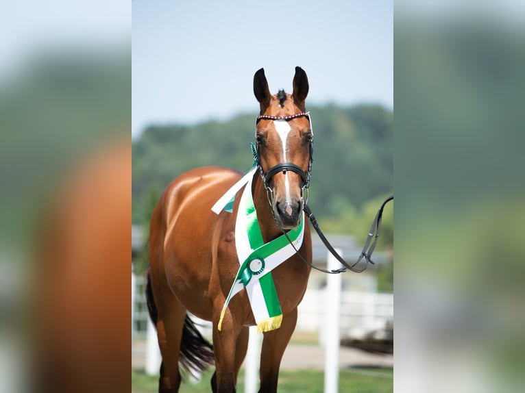 Austrian Warmblood Mare 7 years 16 hh Brown in Graz Austrian Warmblood Mare 7 years 16 hh Brown in Graz