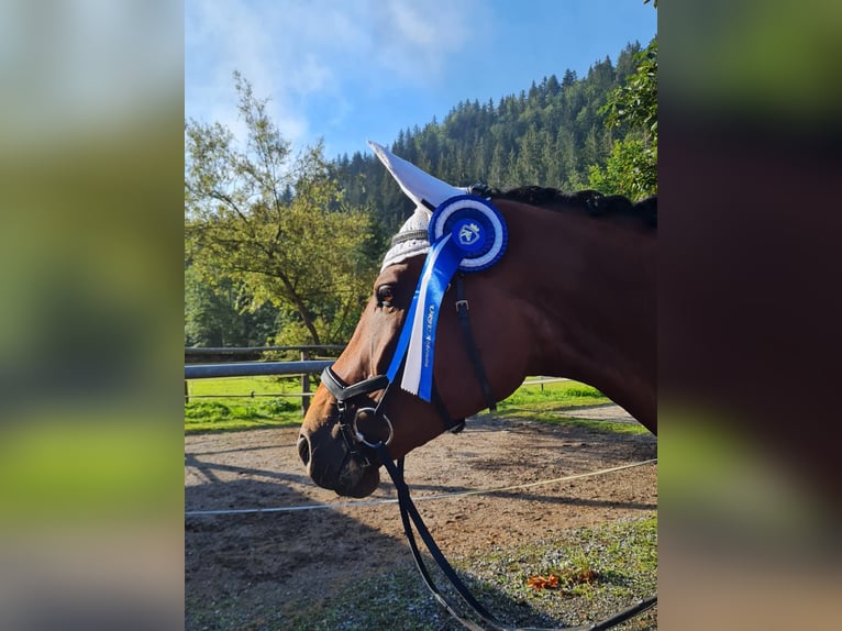 Austrian Warmblood Mare 7 years 16 hh Brown in Altenmarkt