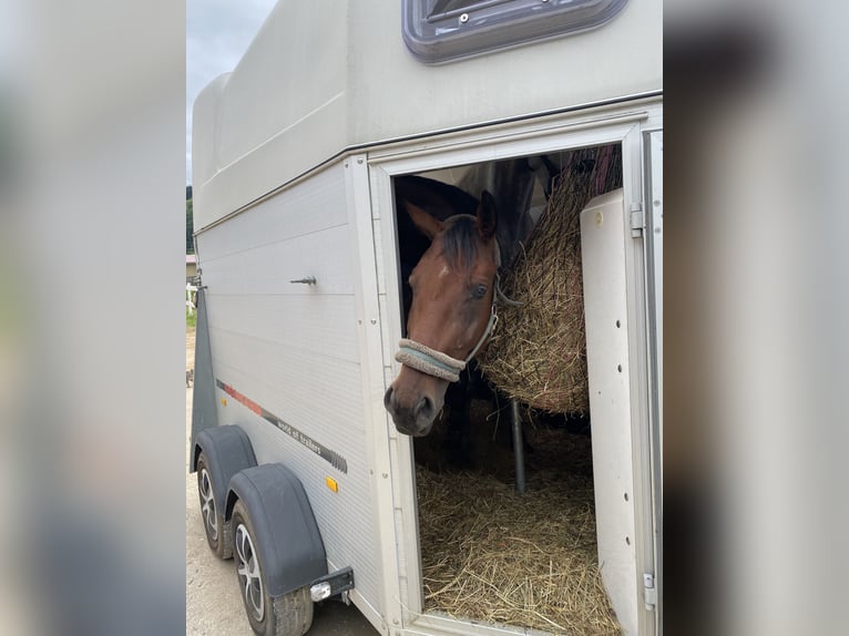 Austrian Warmblood Mare 7 years 16 hh Brown in Altenmarkt