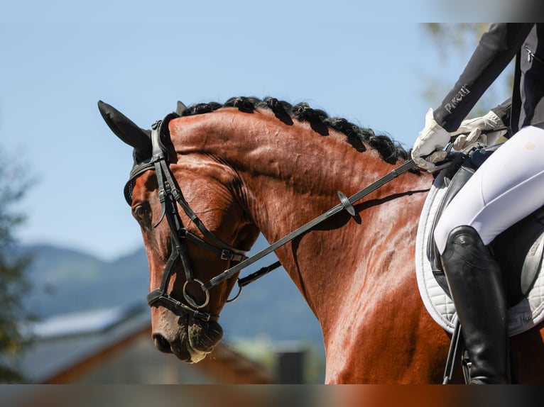 Austrian Warmblood Mare 7 years 16 hh Brown in Altenmarkt