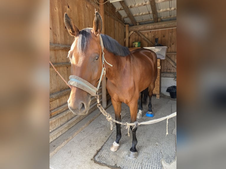 Austrian Warmblood Mare 7 years 16 hh Brown in Altenmarkt